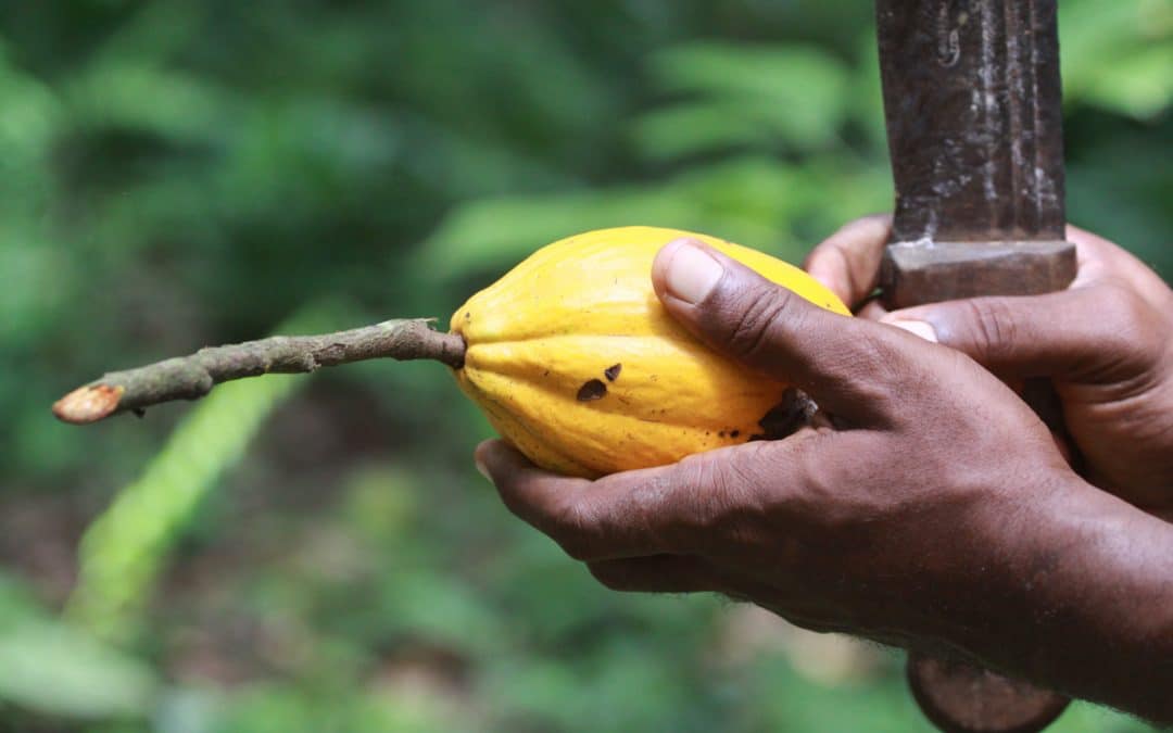 Améliorer la santé grâce à une mutuelle pour les planteurs de cacao